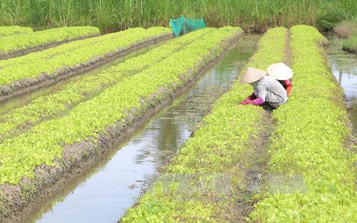 Tiền Giang chủ động giảm thiệt hại do hạn mặn 